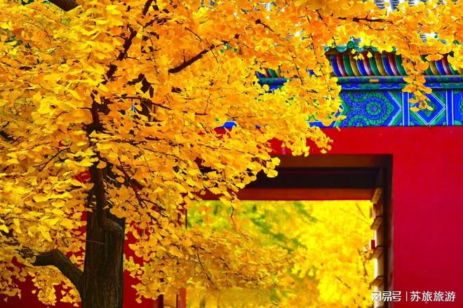 ：银杏红叶+经典景点家庭游全攻略北京旅行