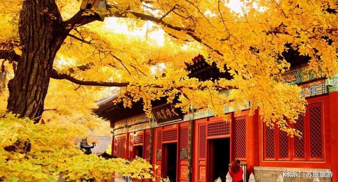 :银杏红叶+经典景点家庭游全攻略北京旅行社11月推荐5天4晚行程(图4) :银杏红叶+经典景点家庭游全攻略北京旅行社11月推荐5天4晚行程(图4)